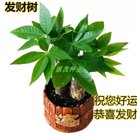 招財樹種類|發財樹有哪些？揭開招財植物的神秘面紗 – 植物盆栽綠寶典